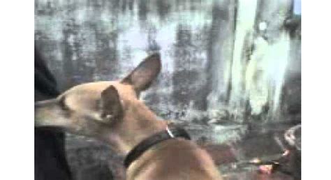 கத்திமுனையில் சிறுமிக்கு பாலியல் வன்கொடுமை- கடித்து குதறி மீட்ட ...