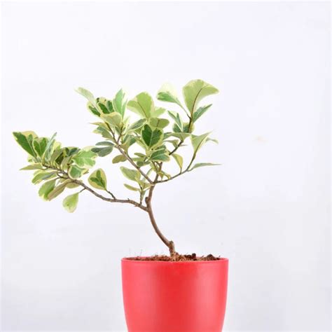 Shop Ficus Triangularis Variegata Plant online | Unlimited Greens ...