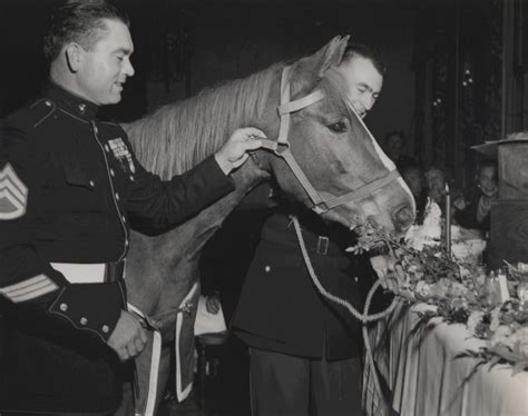 Marine Horse “Reckless” Received Two Purple Hearts And Was Promoted To ...