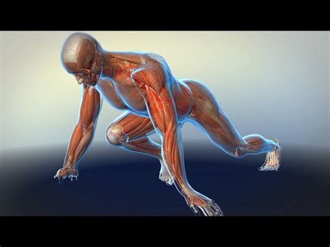 How Muscles Grow Animation 的图像结果