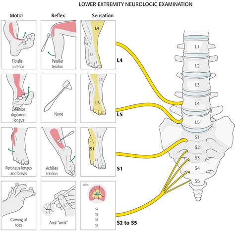ترقوة (@Claviclesa) on X | Body anatomy, Medical anatomy, Basic anatomy and physiology