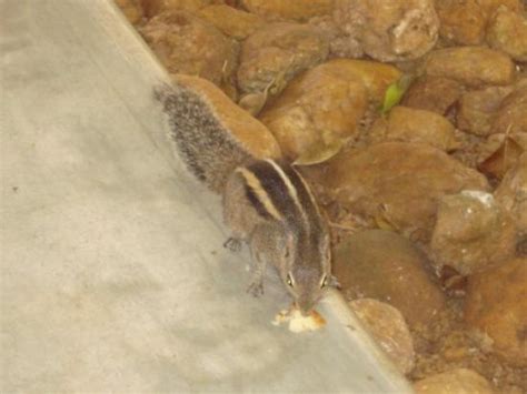 THE 10 BEST Places to Visit in Waikkal (2025) - Must-See Attractions