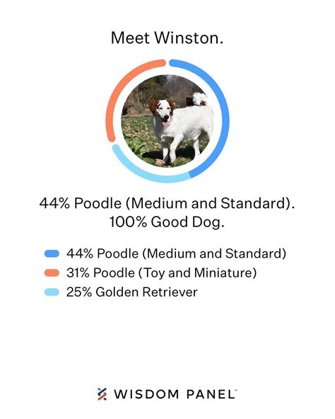 My dog’s wisdom panel DNA results came back, is he considered a golden ...