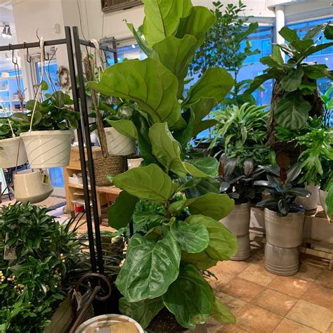 10" Ficus Lyrata Column - Flowers Talk Tivoli