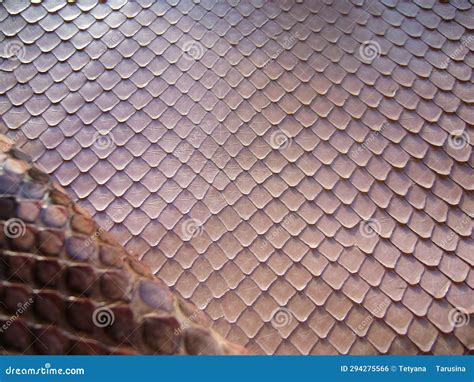 Image result for Pink Python Skin
