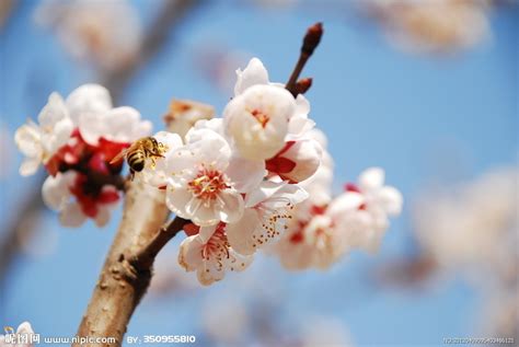 梅花图片大全