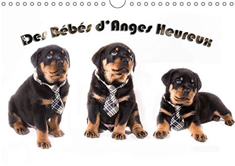 Buy Des Bébés d'Anges Heureux 2019: Le Rottweiler, race canine de toute ...