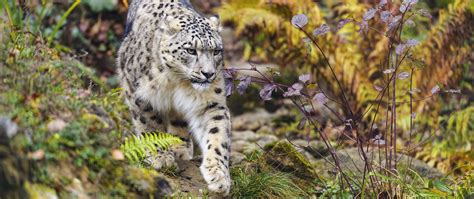 Download wallpaper 2560x1080 irbis, paw, predator, big cat, movement ...