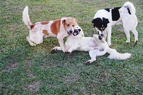 High angle view of dogs on field | Premium Photo