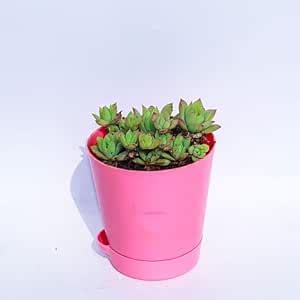 Echeveria Molded Wax Succulent in 4 Inch Pink Florence Self Watering ...