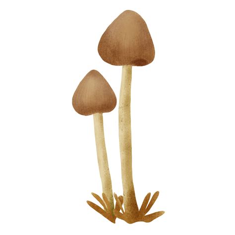 liberty cap mushroom hand drawn illustration 25142910 PNG