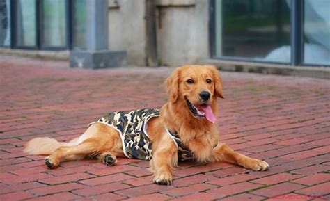 世界十大忠诚狗排行榜 中华田园犬排名榜首_巴拉排行榜
