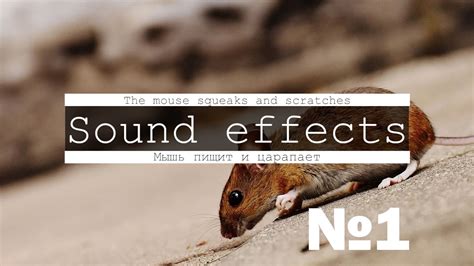 Download 3D mouse sound, mice, squeak, scream, creak, run | AudioKaif