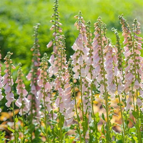 QAUZUYGARDEN 100 Premium Seeds Peach Foxglove Seeds, Digitalis India | Ubuy