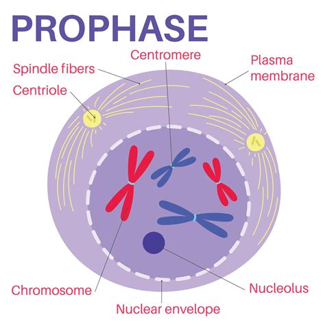 Prophase is the first stage of cell division. 14268877 Vector Art at Vecteezy