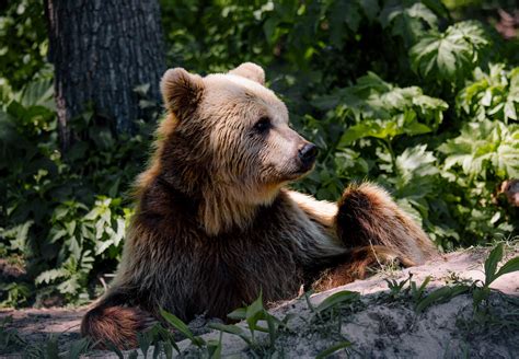 10 Facts about Brown Bears - FOUR PAWS International - Animal Welfare ...