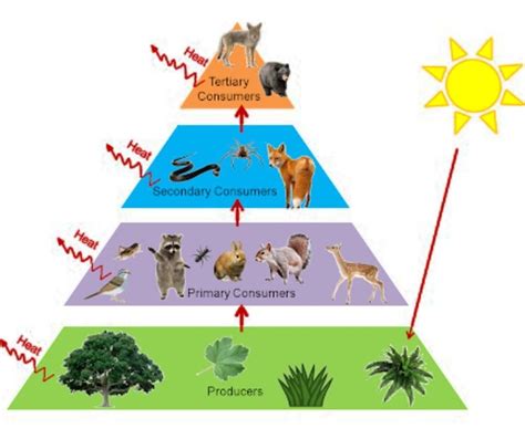 define food chain . design a terrestrial food chain of four trophic ...