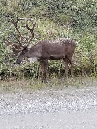 Kantishna Wilderness Trails (Denali National Park and Preserve) - 2022 ...