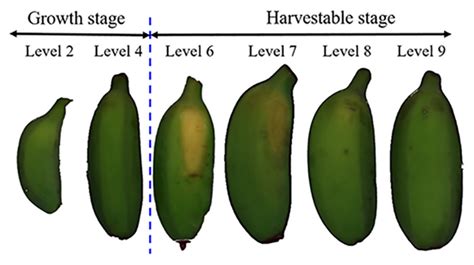 What Are Maturity Index at Georgette Brown blog