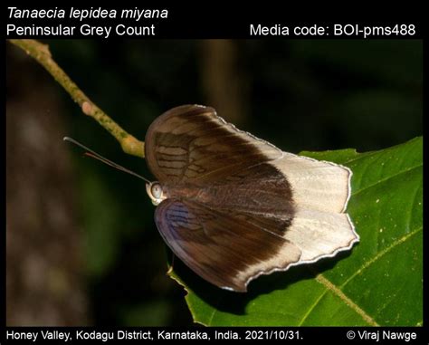 Tanaecia lepidea miyana | Butterfly