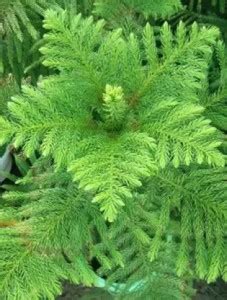 Cloud Farm Christmas Tree Plant Price in India - Buy Cloud Farm ...