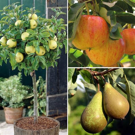 Dwarf Patio Fruit Tree Apple Pear Small Garden Trees Easy | Desertcart ...