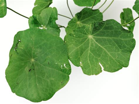 Image result for Clover Modelling