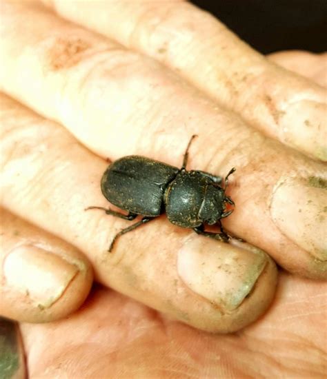 Building Biodiversity through Habitats – Things to Do in London | AllEvents