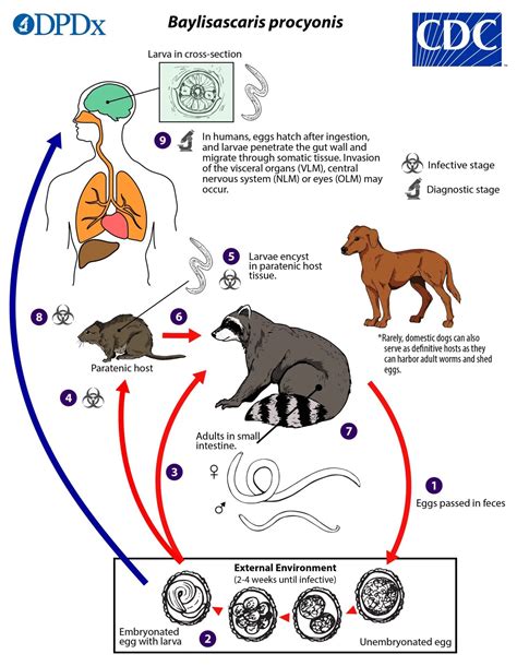 A Rare but Deadly Roundworm Spread by Raccoons Is Infecting People in LA