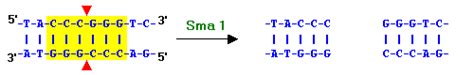 Restriction Endonuclease :: recdnatech