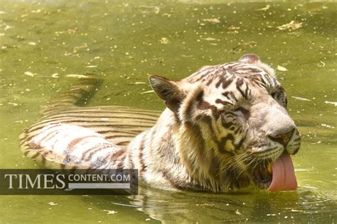White Tiger Feature Photo Vijay, a White Tiger is cooli...