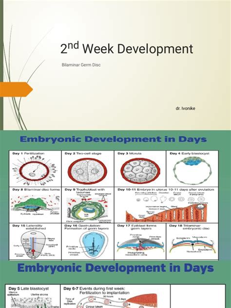 Image result for 2nd Week of Development