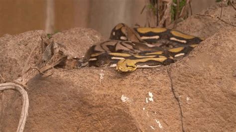 Image result for Reticulated Burmese Python