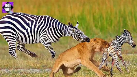 Lion Eating Zebra
