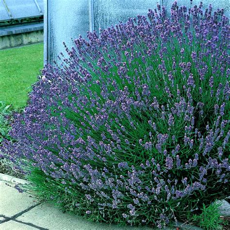 Buy Lavandula ang. English 25 PACK from Fernview Nurseries