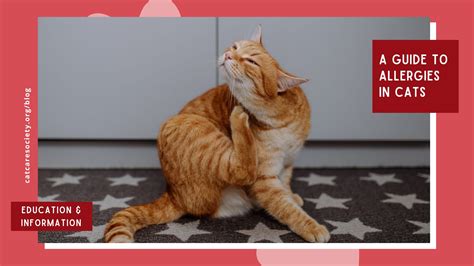 A Guide to Cat Allergies: Symptoms, Solutions & The Shelter Approach ...