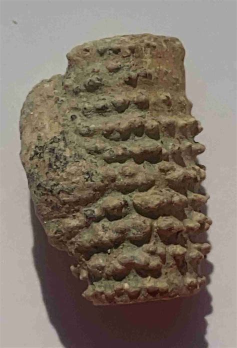 Fossils of Mineral Wells Fossil Park fossil site