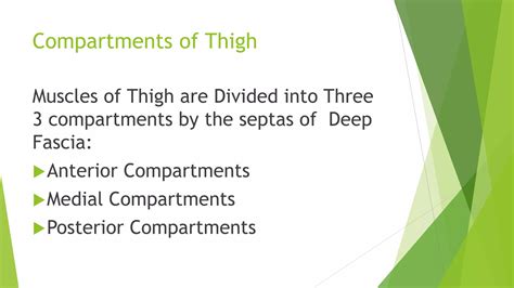Medial compartment of thigh | PPTX