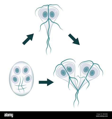 Giardia lamblia life cycle showing the trophozoite stage, encystation with the formation of a ...