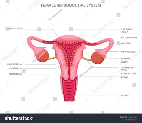 Image result for Female Reproductive System Main Organs