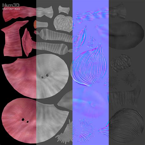 Image result for Human Reproductive System Model