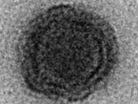 Brazilian scientists search for 'Yara virus', an unknown genome ...