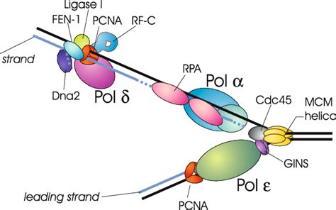 Image result for Complementary Protein Synthesis Strand