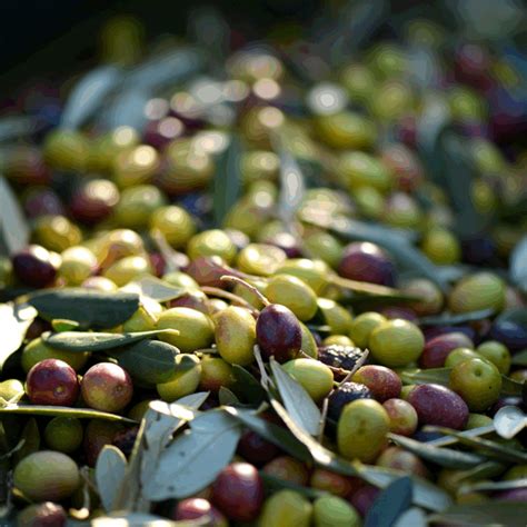 Arbequina Extra Virgin Olive Oil | Oviedo Olive Oil