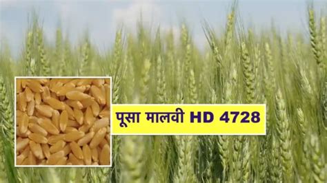 गेहूं की नई उन्नत किस्म पूसा मालवी HD 4728 की जानकारी