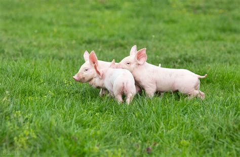 养猪企业为何热衷智能养殖_智慧农业-农博士农先锋网