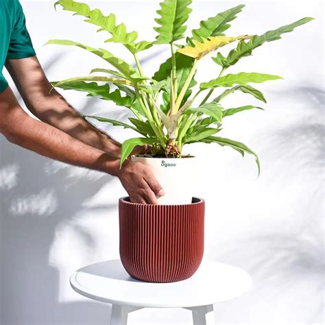 Ugaoo Planter Ball Groove (Merlot Red)| Buy Now – BharatAgri Krushi Dukan