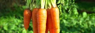Image result for Poch Carrot