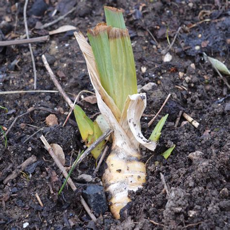 Iris Plants Rhizome at Kelley Bishop blog