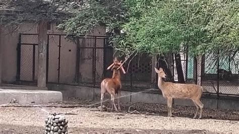 Lucknow Zoo initiates cooling zones for animals amid soaring heatwave